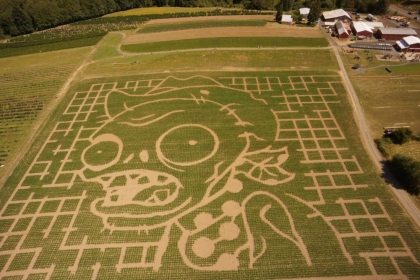 plants-vs-zombies-corn-maze
